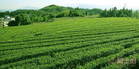 樂昌白毛茶 韶關(guān)茶源茶葉專業(yè)合作社的手工綠茶與紅茶